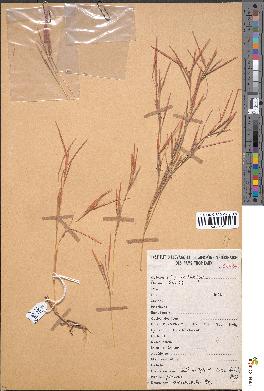 spécimen de Schizachyrium exile
