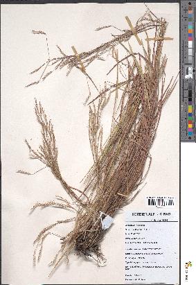 spécimen de Schizachyrium rupestre