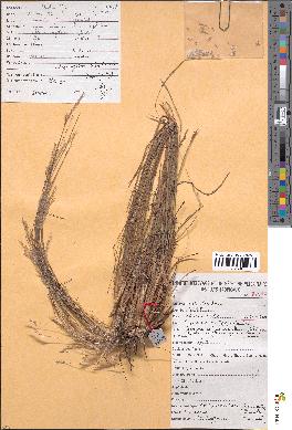 spécimen de Schizachyrium thollonii