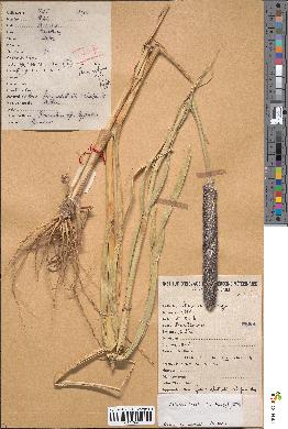 spécimen de Pennisetum glaucum