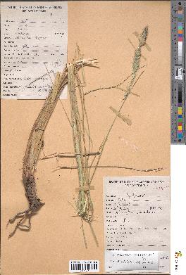 spécimen de Pennisetum hohenackeri