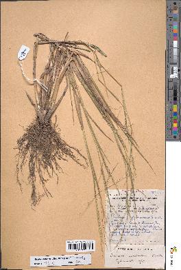 spécimen de Panicum subalbidum