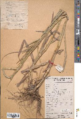 spécimen de Panicum subalbidum