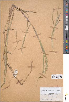 spécimen de Panicum subalbidum