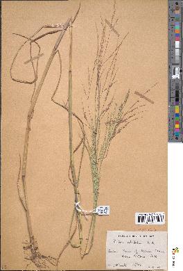 spécimen de Panicum subalbidum