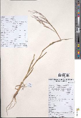 spécimen de Panicum subalbidum