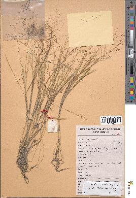 spécimen de Panicum tenellum