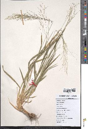 spécimen de Panicum schinzii