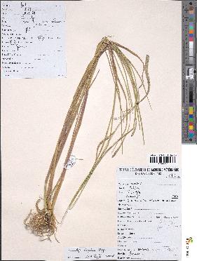 spécimen de Sacciolepis cingularis