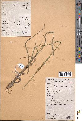 spécimen de Sacciolepis cymbiandra