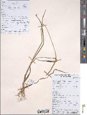 spécimen de Sacciolepis cymbiandra