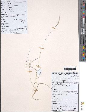 spécimen de Sacciolepis micrococca