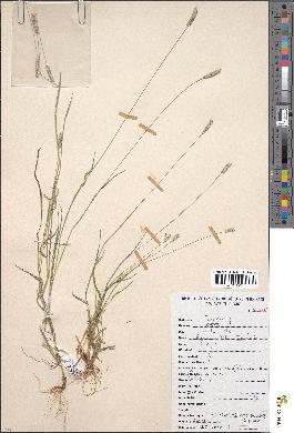spécimen de Sacciolepis myosuroides
