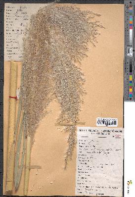 spécimen de Saccharum officinarum
