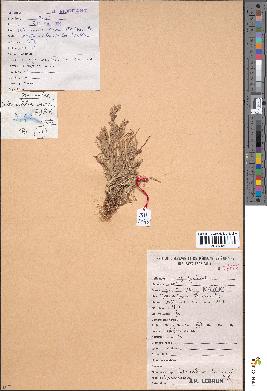 spécimen de Sclerochloa dura