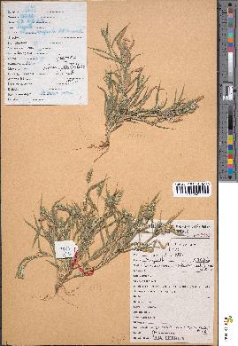 spécimen de Setaria verticillata