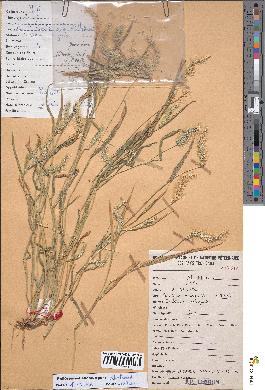 spécimen de Setaria viridis