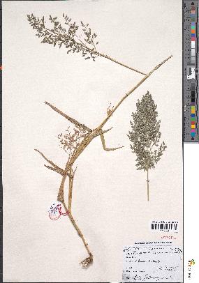 spécimen de Eragrostis cilianensis