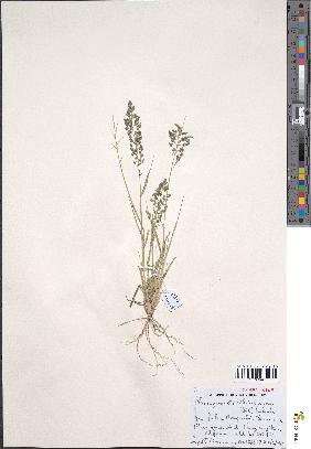 spécimen de Eragrostis cilianensis