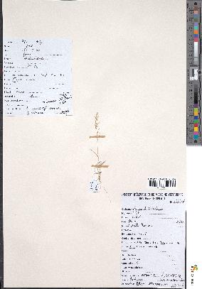 spécimen de Eragrostis cilianensis