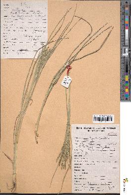 spécimen de Eleusine indica