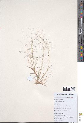 spécimen de Eragrostis pilosa