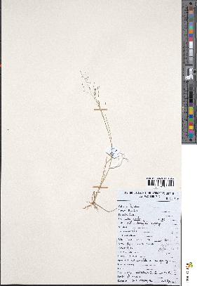 spécimen de Eragrostis pilosa
