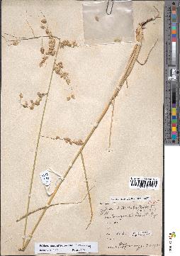 spécimen de Eragrostis superba