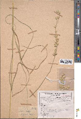 spécimen de Eragrostis superba