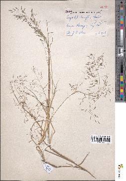 spécimen de Eragrostis tenuifolia