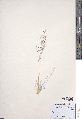 spécimen de Eragrostis tenuifolia