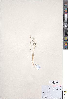 spécimen de Eragrostis tenuifolia
