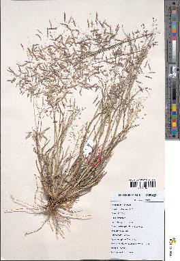 spécimen de Eragrostis tremula