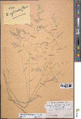 spécimen de Eragrostis trichophora