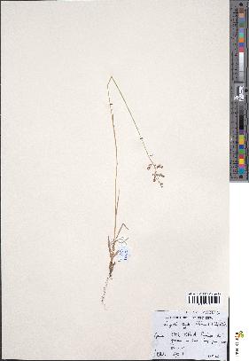 spécimen de Eragrostis turgida