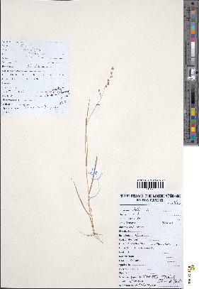 spécimen de Eragrostis turgida