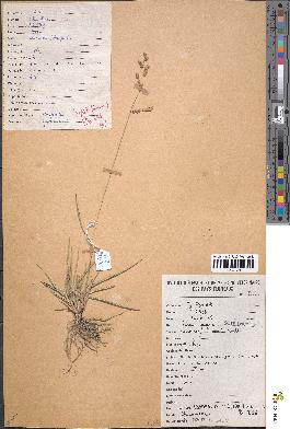 spécimen de Eragrostis turgida