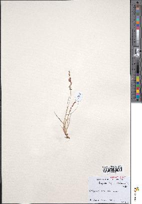 spécimen de Eragrostis turgida