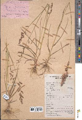 spécimen de Eragrostis turgida