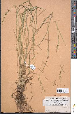 spécimen de Eriochloa fatmensis