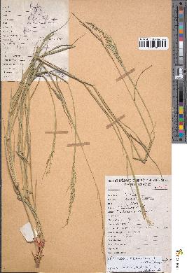 spécimen de Eriochloa fatmensis