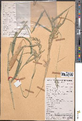 spécimen de Eriochloa meyeriana