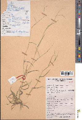 spécimen de Eriochloa polystachya
