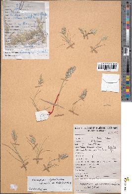 spécimen de Enneapogon lophotrichus