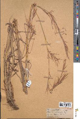 spécimen de Hyparrhenia filipendula
