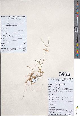 spécimen de Digitaria ciliaris