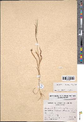spécimen de Digitaria ciliaris