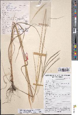 spécimen de Digitaria atrofusca