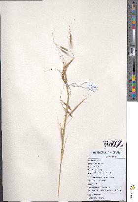 spécimen de Elymandra androphila