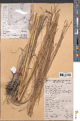 spécimen de Elymandra androphila